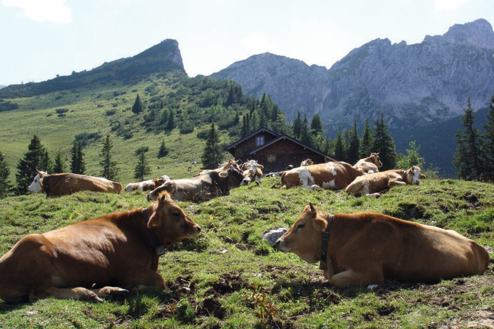 Stuibenhütte mit Kühen