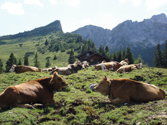 Stuibenhütte mit Kühen
