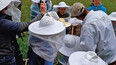 Bienenlehrpfad Grainau | Kreisbildungswerk  | © Kreisbildungswerk 